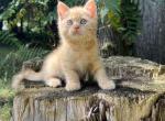 Mac n Cheese - British Shorthair Kitten For Sale - 