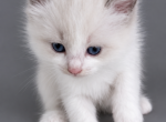 Luna - Ragdoll Kitten For Sale - NC&comma; US
