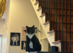 Loutard - American Shorthair Cat For Adoption - Washington&comma; DC&comma; US