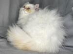 ROS 23 CFA FLAME POINT CREAM EXTREME - Persian Kitten For Sale - Lacey&comma; WA&comma; US