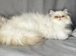 ROS 23 CFA FLAME POINT CREAM EXTREME - Persian Kitten For Sale - Lacey&comma; WA&comma; US