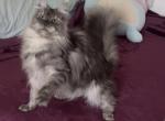 CeCe - Maine Coon Cat For Sale - Johns Creek&comma; GA&comma; US