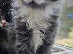 Maestro - Maine Coon Kitten For Sale - San Antonio&comma; TX&comma; US