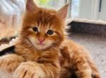 Pumpkin spice - Maine Coon Kitten For Sale - 