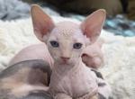Cream Female - Sphynx Kitten For Sale - 