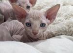 Cream Male - Sphynx Kitten For Sale - 
