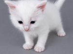 Daisy - Ragdoll Kitten For Sale - NC&comma; US