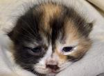Thing 1 babies - Munchkin Kitten For Sale - Townville&comma; SC&comma; US