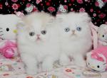 White Persian Kittens for Holidays reserve now - Persian Kitten For Sale - CA&comma; US