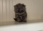 Gemma - Persian Kitten For Sale - Oklahoma City&comma; OK&comma; US