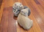 Else and Ginger - Scottish Straight Kitten For Sale - Mint Hill&comma; NC&comma; US