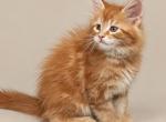 Boy V20 - Maine Coon Kitten For Sale - 
