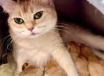 Golden Flkitten1 - British Shorthair Kitten For Sale - 