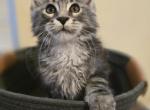 Maine Coon Female and Male - Maine Coon Kitten For Sale - FL&comma; US