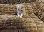 Victoria - Exotic Kitten For Sale - PA&comma; US