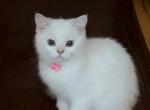 Flkitten1 white - British Shorthair Kitten For Sale - 