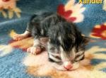 Xander - Siberian Kitten For Sale - 