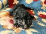 Xavier - Siberian Kitten For Sale - 