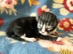 Xyla - Siberian Kitten For Sale - Clintwood&comma; VA&comma; US