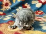 Xerxes - Siberian Kitten For Sale - Clintwood&comma; VA&comma; US