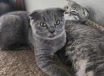 Jiggy - Scottish Fold Kitten For Sale - Molalla&comma; OR&comma; US