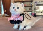 Miu Miu - British Shorthair Kitten For Sale - 