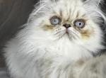 ROS 24 CFA LILAC TORTIE POINT - Himalayan Kitten For Sale - Lacey&comma; WA&comma; US