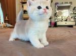 Chanel - British Shorthair Kitten For Sale - Fontana&comma; CA&comma; US