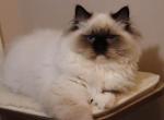 Seal mitted - Ragdoll Kitten For Sale - Bristow&comma; VA&comma; US
