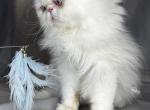 CO1 Prince Caspian White PERSIAN BLUE EYES - Persian Kitten For Sale - Lacey&comma; WA&comma; US