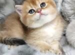 Olya - British Shorthair Kitten For Sale - Rancho Bernardo&comma; CA&comma; US