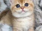 Mango - British Shorthair Kitten For Sale - Rancho Bernardo&comma; CA&comma; US