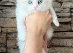 Ragdoll Kitten - Ragdoll Kitten For Sale - Warwick&comma; RI&comma; US