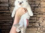 Female Ragdoll - Ragdoll Kitten For Sale - Warwick&comma; RI&comma; US