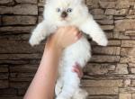 Ragdoll Female - Ragdoll Kitten For Sale - Warwick&comma; RI&comma; US