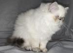 MIL19  CFA Lila Lilac Point Himalayan Female - Himalayan Kitten For Sale - Lacey&comma; WA&comma; US