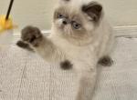 LEVI Blue Point - Exotic Kitten For Sale - Prescott Valley&comma; AZ&comma; US