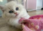 Polo - Ragdoll Kitten For Sale - 