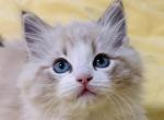 Eileithyia - Ragdoll Kitten For Sale - 