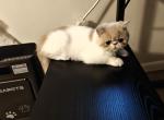 Royce - Exotic Kitten For Sale - 