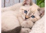 Female Ragdoll Siberian - Ragdoll Kitten For Sale - Eagan&comma; MN&comma; US