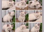 Female Ragdoll Siberian - Ragdoll Kitten For Sale - Eagan&comma; MN&comma; US
