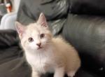 Siamese kittens - Siamese Kitten For Sale - Dearborn&comma; MI&comma; US