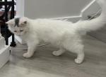 Mix Ragdoll & Turkish Van - Ragdoll Kitten For Adoption - Auburn&comma; WA&comma; US