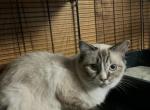 Ragdoll kittens coming soon - Ragdoll Kitten For Sale - Flint&comma; MI&comma; US