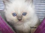 Dillion - Ragdoll Kitten For Sale - Santa Rosa&comma; CA&comma; US
