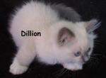 Dillion - Ragdoll Kitten For Sale - Santa Rosa&comma; CA&comma; US
