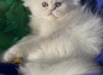 Beautiful persian dollface all white male availa - Persian Kitten For Sale - CA&comma; US