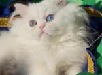 Beautiful persian dollface all white male availa - Persian Kitten For Sale - CA&comma; US