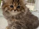 Adorable Persian Kitten - Persian Kitten For Sale - 